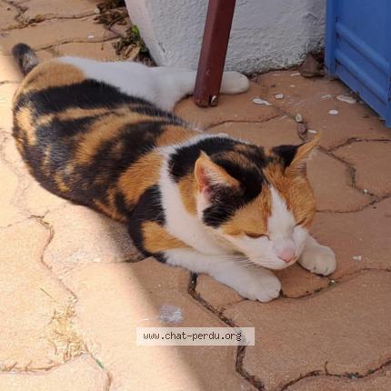 Photo 1/1 Chat retrouvé Perdu à Yzeure