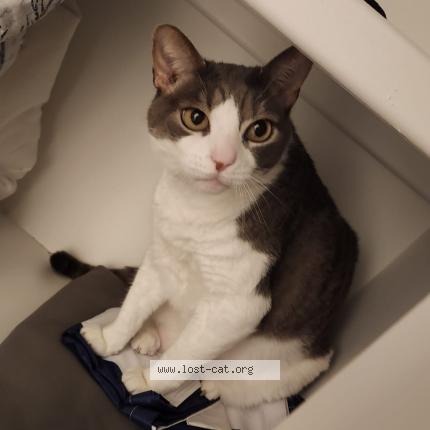 Photo 1/1 Cory Chat perdu à Wilmington