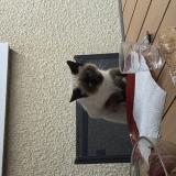 Photo de chat perdu à Ramous