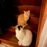 Photo de chat perdu à Eragny Sur Oise