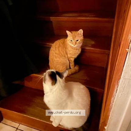 Photo 1/1 Chat retrouvé Perdu à Eragny sur oise