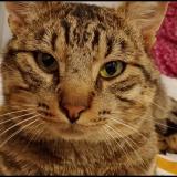 Photo de chat perdu à Morangis