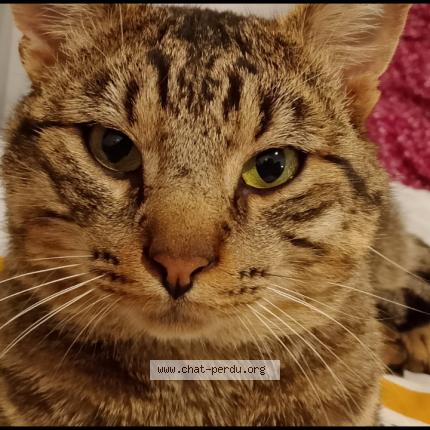 Photo 1/1 Simba Chat perdu à Morangis