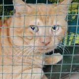 Photo de chat perdu à Montpellier