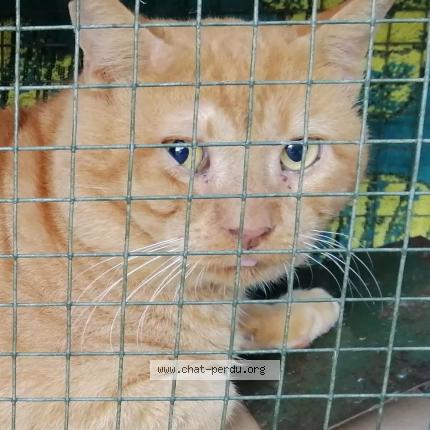 Photo 1/1 Tinou Chat perdu à Montpellier