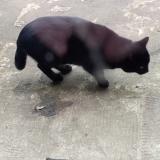 Photo de chat trouvé à Montsauche Les Settons