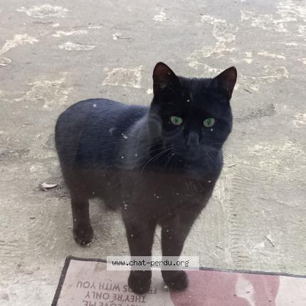 Photo 2/2 Chat trouvé Trouvé à Montsauche les settons