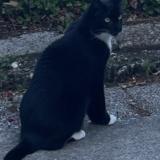 Photo de chat perdu à Proveysieux