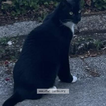 Photo 1/1 Chat retrouvé Perdu à Proveysieux