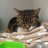 Photo de chat trouvé à La Souterraine