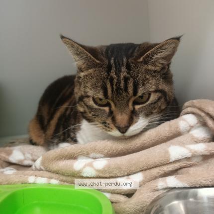 Photo 1/1 Chat trouvé Trouvé à La souterraine