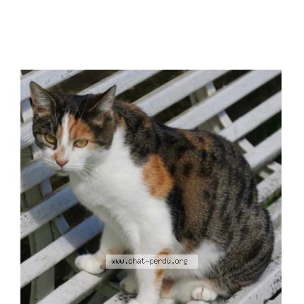 Photo 1/1 Pomponette Chat perdu à Espalion