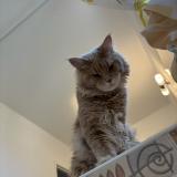 Photo de chat perdu à Saint Chamas