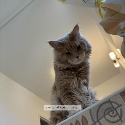 Photo 1/1 Vuitton Chat perdu à Saint chamas