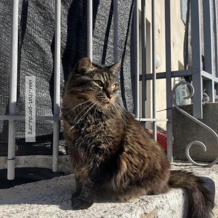 Photo 1/1 Duchesse Chat perdu à Le thor