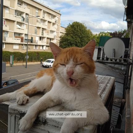 Photo 1/1 Spéculoos Chat perdu à Blanc mesnil
