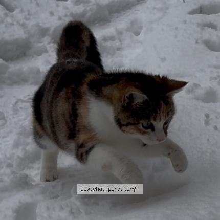 Photo 1/1 Chat retrouvé Perdu à Saint hilaire sur erre