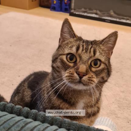 Photo 1/1 Chat retrouvé Perdu à Brussels