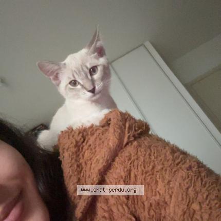 Photo 1/1 Hneina Chat perdu à Venissieux