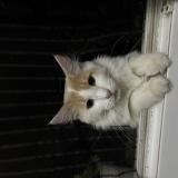 Photo de chat perdu à Saint Jean De La Porte