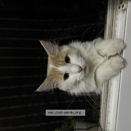 Photo 1/1 yuki Chat perdu à Saint jean de la porte