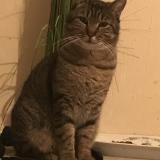 Photo de chat perdu à Montauban