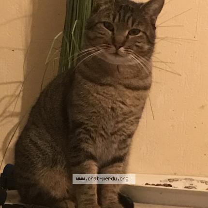 Photo 1/1 TIGROU Chat perdu à Montauban