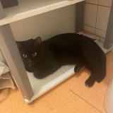 Photo de chat perdu à Reims