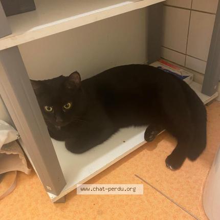 Photo 1/1 Chat retrouvé Perdu à Reims