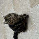 Photo de chat perdu à La Roquebrussanne