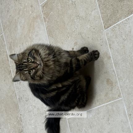 Photo 1/1 Chat retrouvé Perdu à La roquebrussanne
