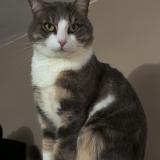 Photo de chat perdu à Chilly Mazarin