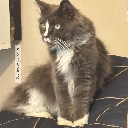 Photo 1/1 Th&eacute;mis Chat perdu à La bouilladisse