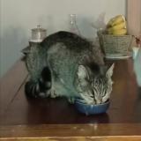 Photo de chat perdu à Plouha