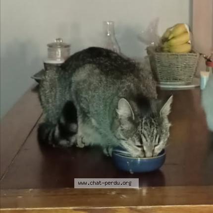 Photo 1/1 Nougatine Chat perdu à Plouha