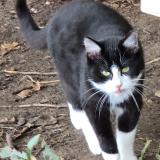 Photo de chat trouvé à Thure