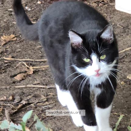 Photo 1/1 Chat trouvé Trouvé à Thure