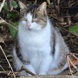 Photo de chat trouvé à Thure