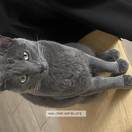 Photo 1/1 Chat retrouvé Perdu à Eaubonne