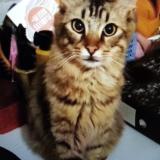 Photo de chat perdu à Le Revest Les Eaux