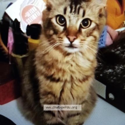 Photo 1/1 GUS Chat perdu à Le revest les eaux