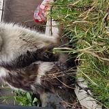 Photo de chat trouvé à Wattrelos