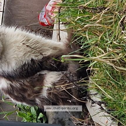 Photo 1/1 Chat trouvé Trouvé à Wattrelos