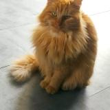 Photo de chat perdu à Le Passage