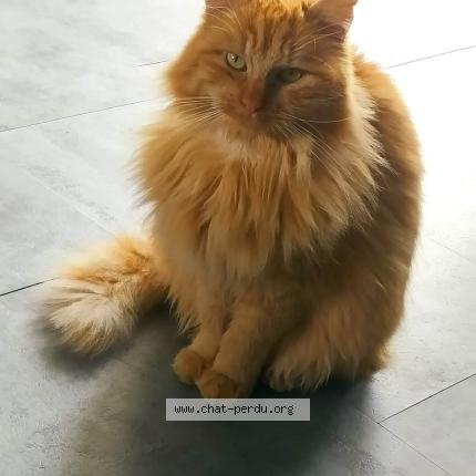 Photo 1/1 Tonka Chat perdu à Le passage