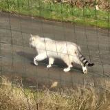 Photo de chat trouvé à Plaudren