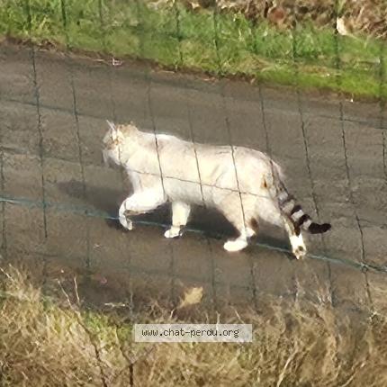 Photo 1/1 Chat trouvé Trouvé à Plaudren