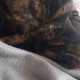 Photo de chat perdu à Saint Georges De Reintembault