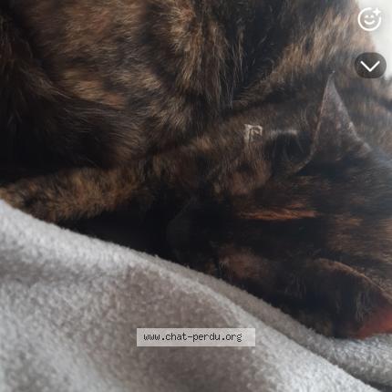 Photo 1/1 Olga Chat perdu à Saint georges de reintembault