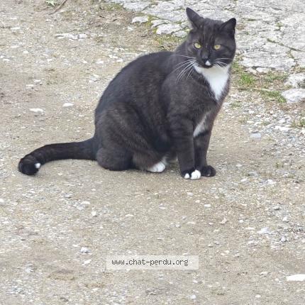 Photo 1/1 Chat trouvé Trouvé à Vaunaveys La Rochette